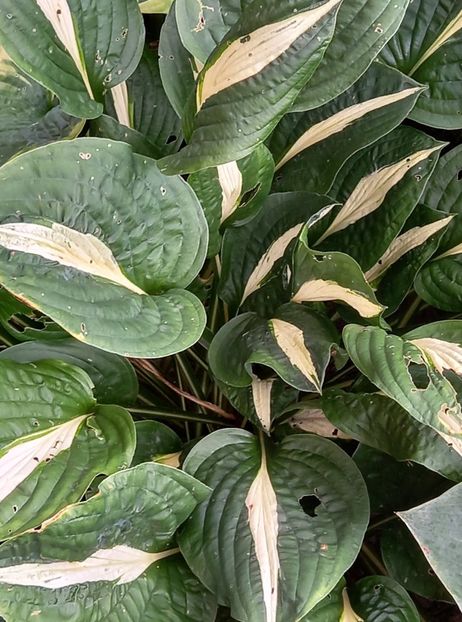 H. Risky business - 5 colete cu Hosta de vanzare