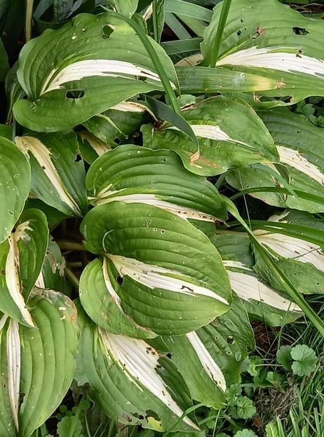 H. Remember me - 5 colete cu Hosta de vanzare