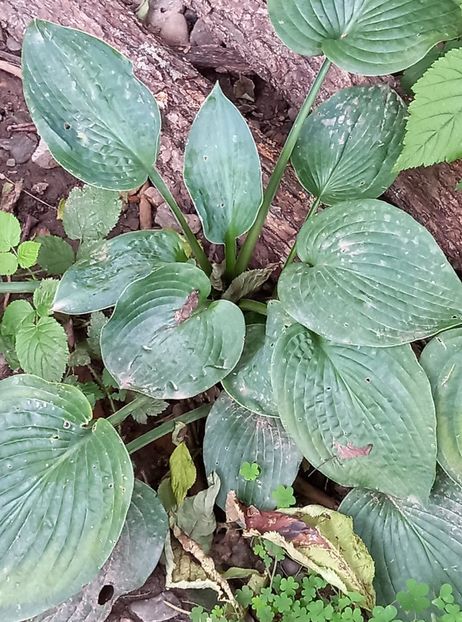  - 5 colete cu Hosta de vanzare