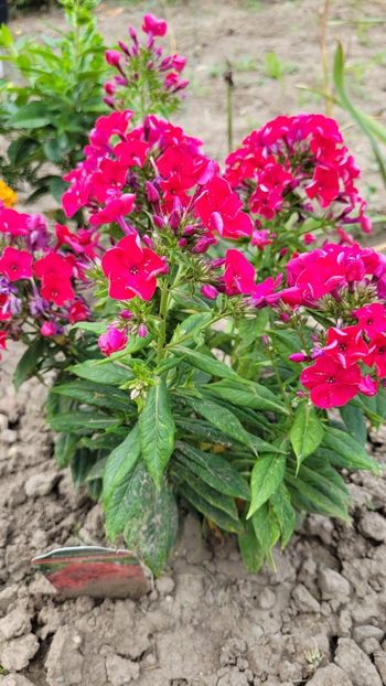 WhatsApp Image 2022-08-15 at 9.58.25 AM (3) - 2022