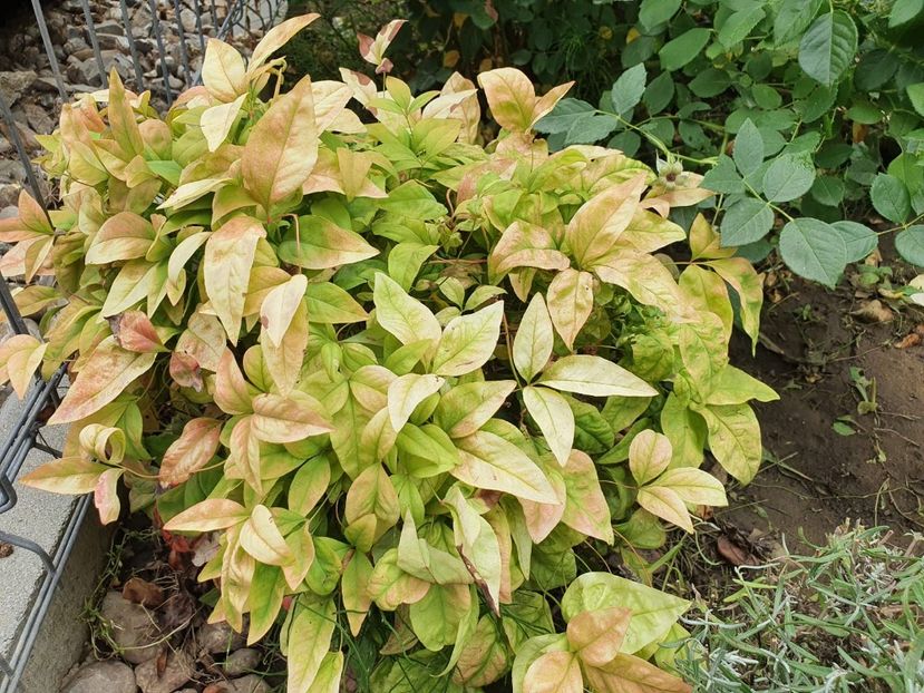 WhatsApp Image 2022-08-15 at 10.13.38 AM - 2022