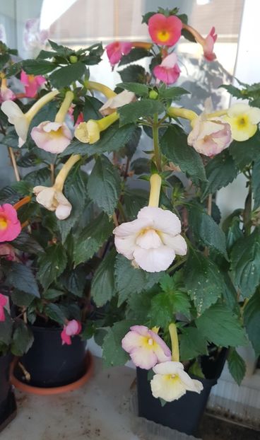  - Yellow English Rose p