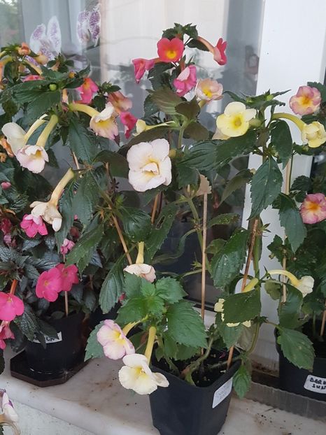  - Yellow English Rose p