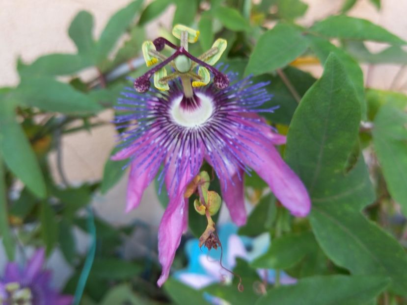  - Passiflore 2022
