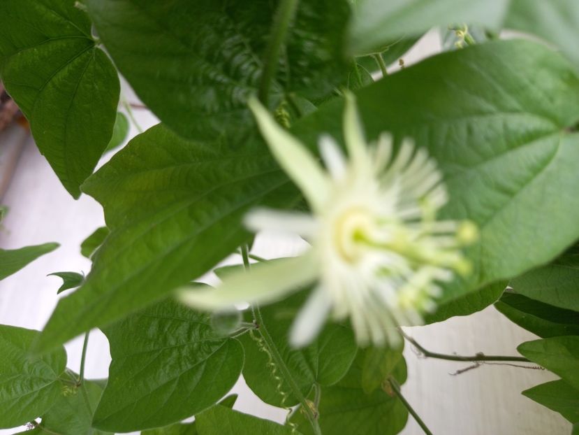  - Passiflore 2022