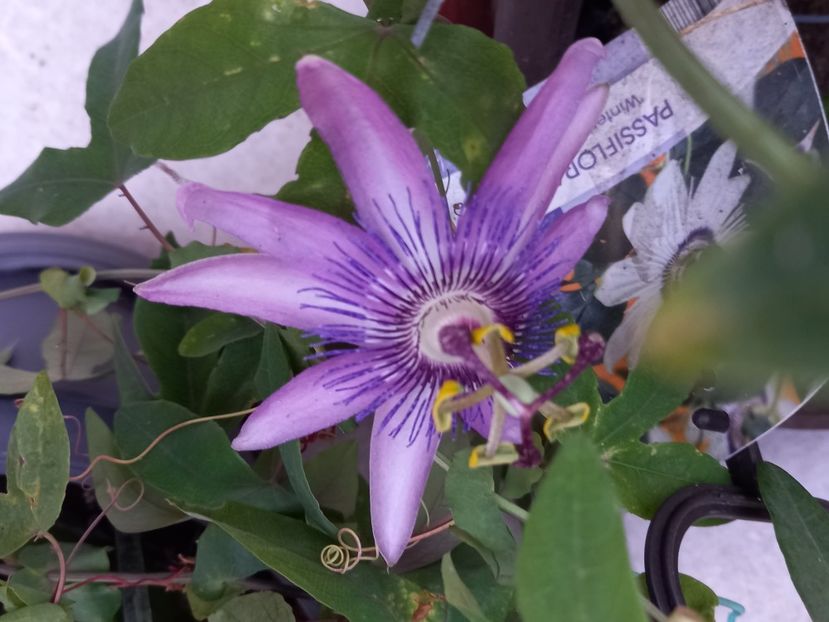  - Passiflore 2022