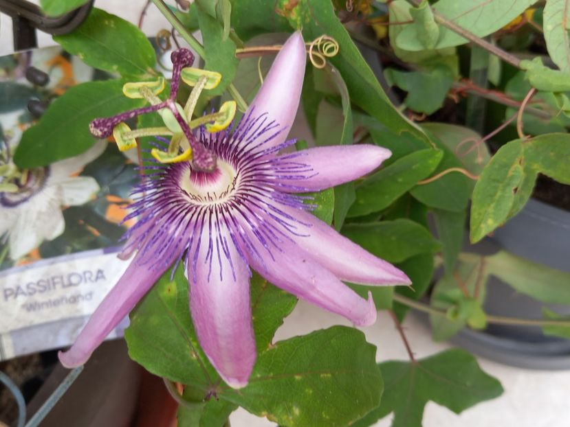  - Passiflore 2022