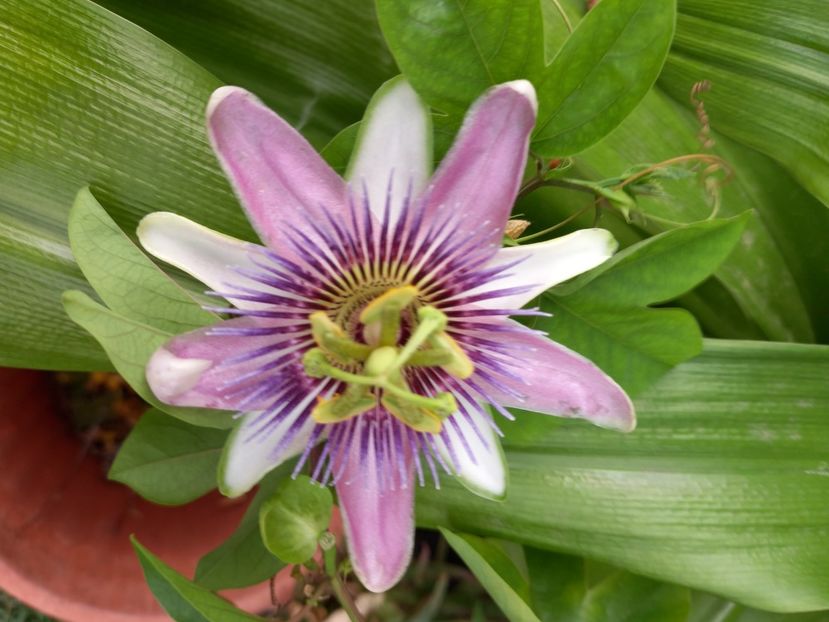  - Passiflore 2022