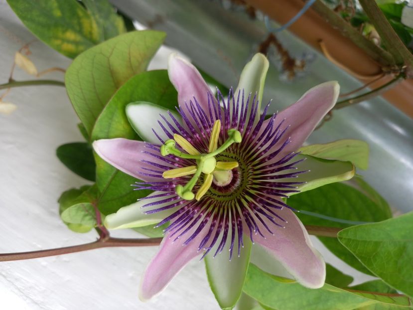  - Passiflore 2022