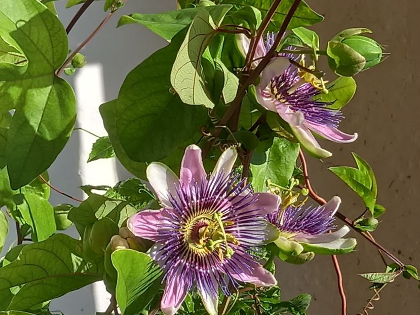  - Passiflore 2022