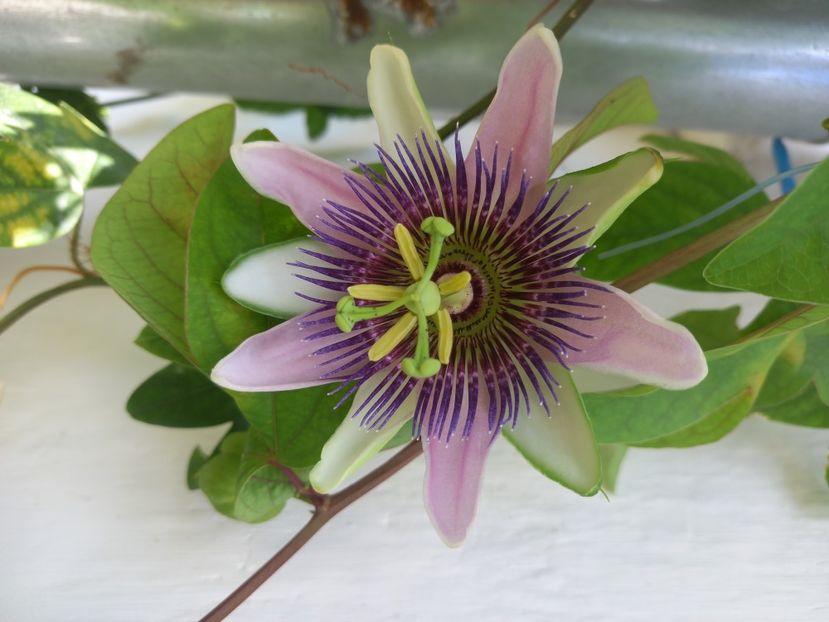  - Passiflore 2022