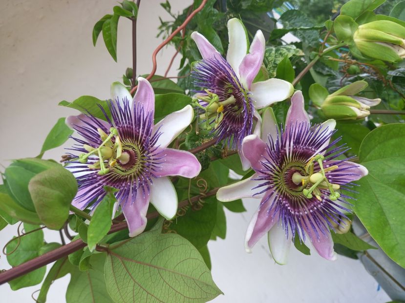  - Passiflore 2022
