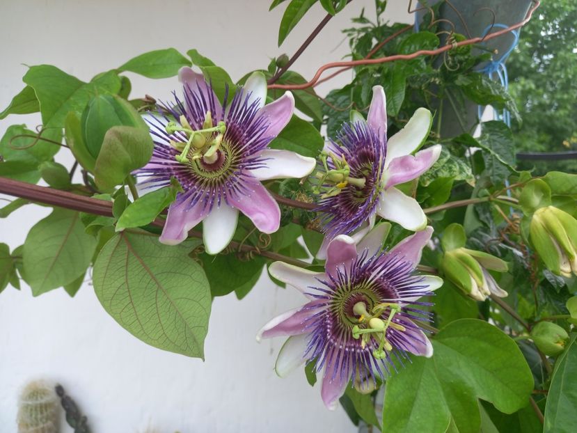  - Passiflore 2022