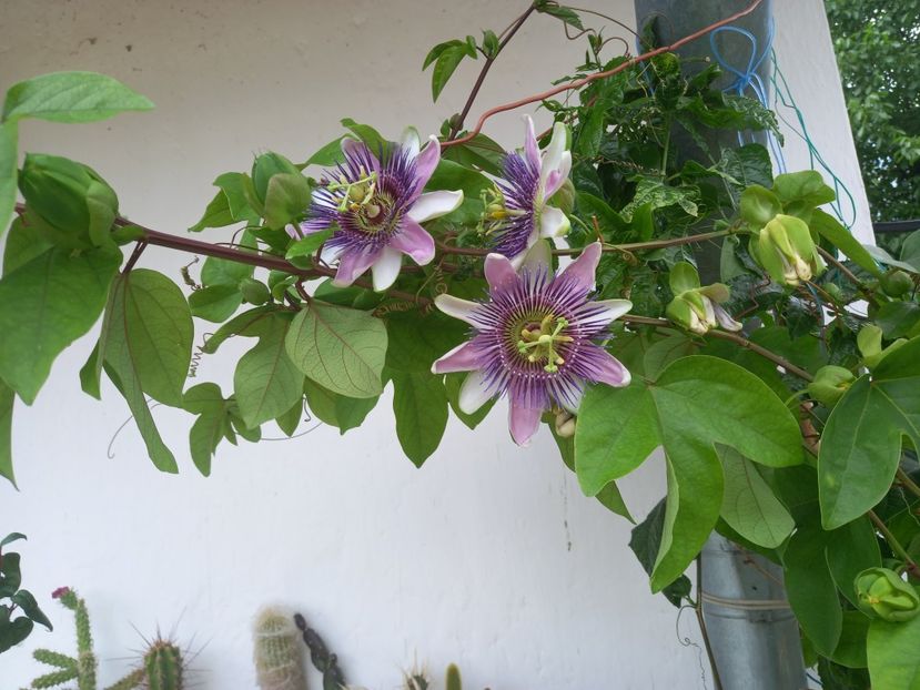  - Passiflore 2022