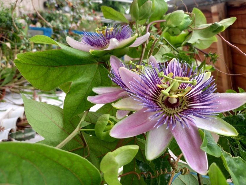  - Passiflore 2022