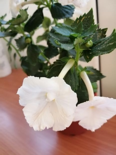  - White Glory