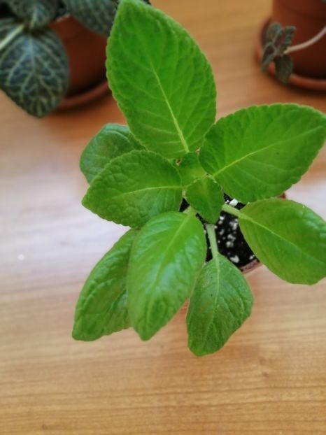  - EPISCIA