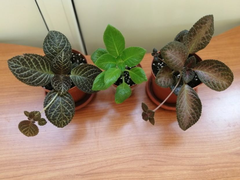  - EPISCIA