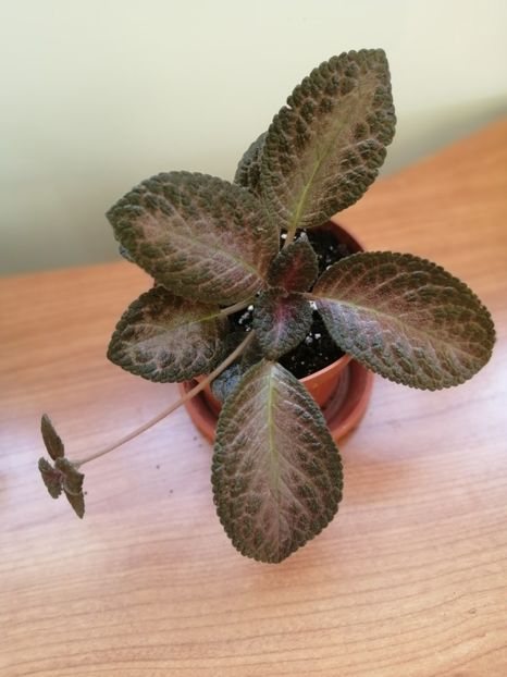  - EPISCIA