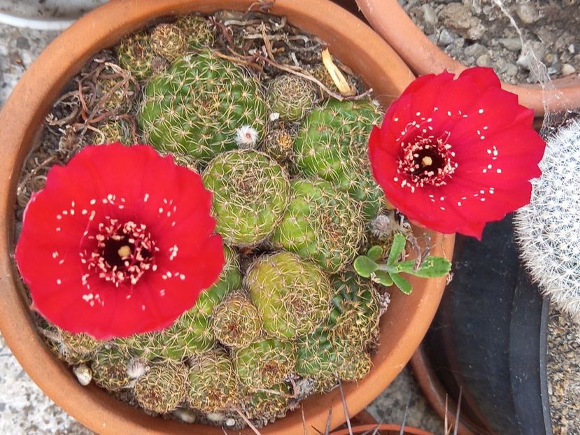  - Cactusi 2022