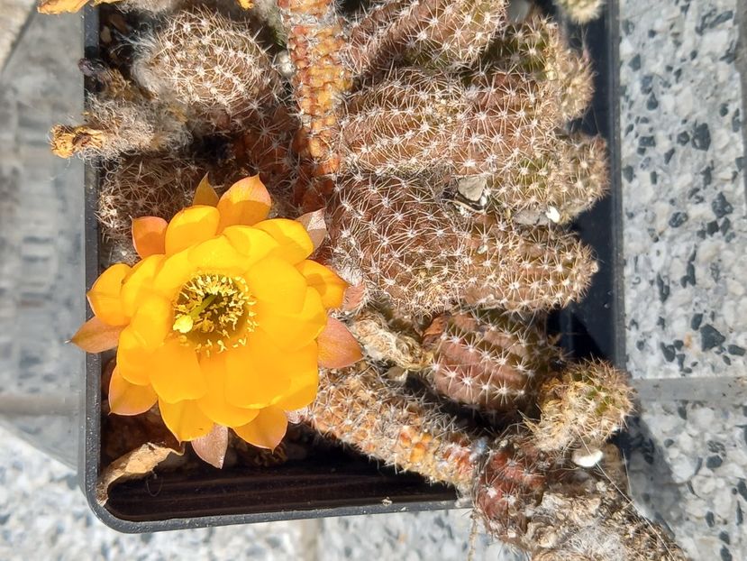  - Cactusi 2022