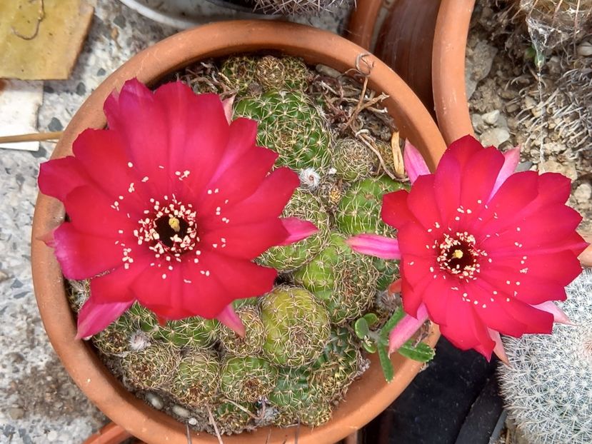  - Cactusi 2022
