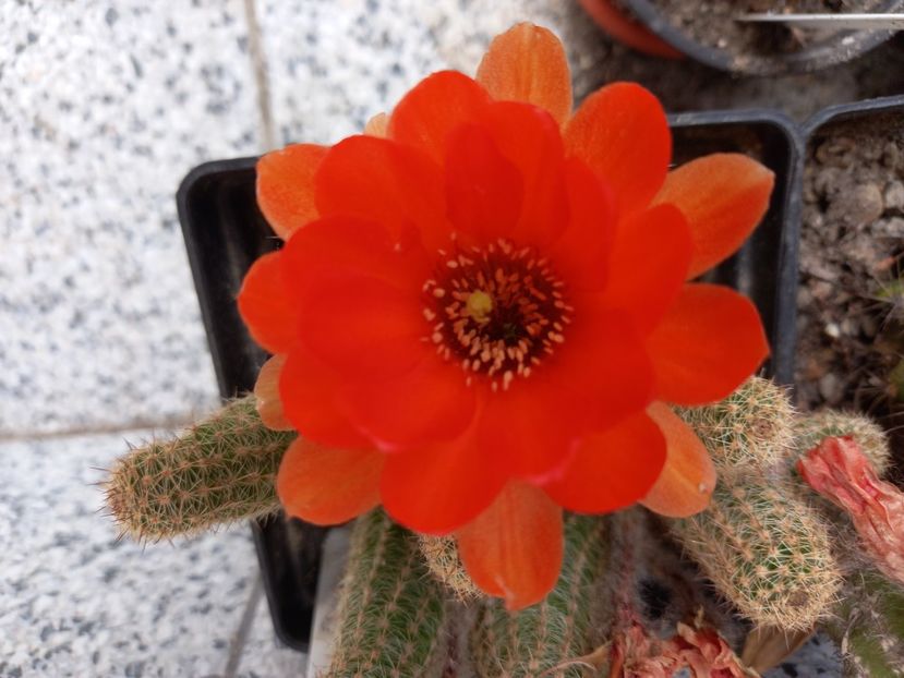  - Cactusi 2022