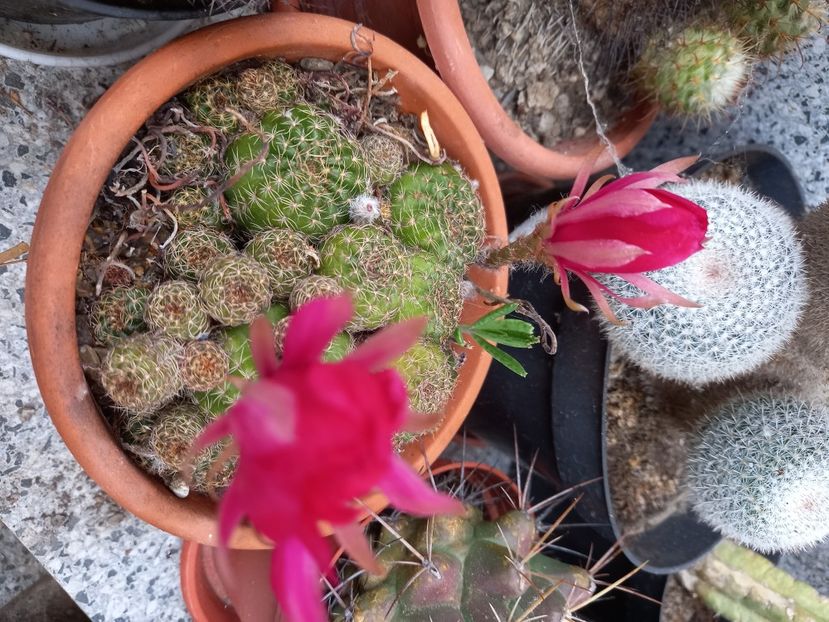  - Cactusi 2022
