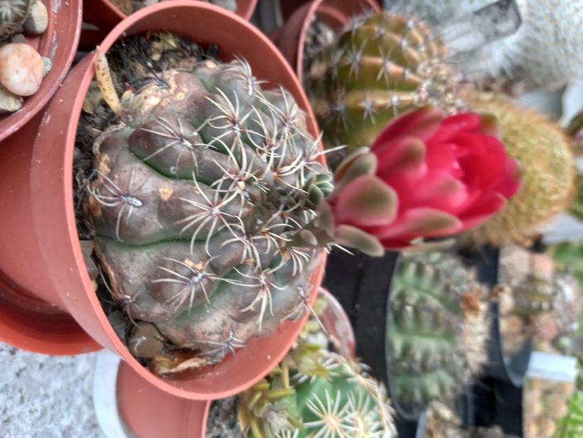  - Cactusi 2022