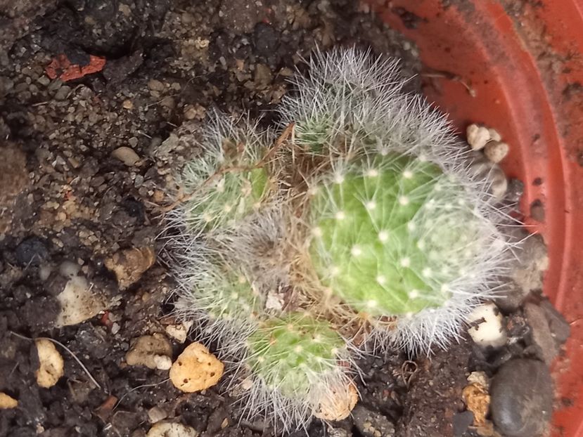  - Cactusi 2022
