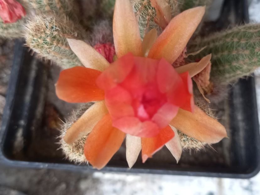  - Cactusi 2022