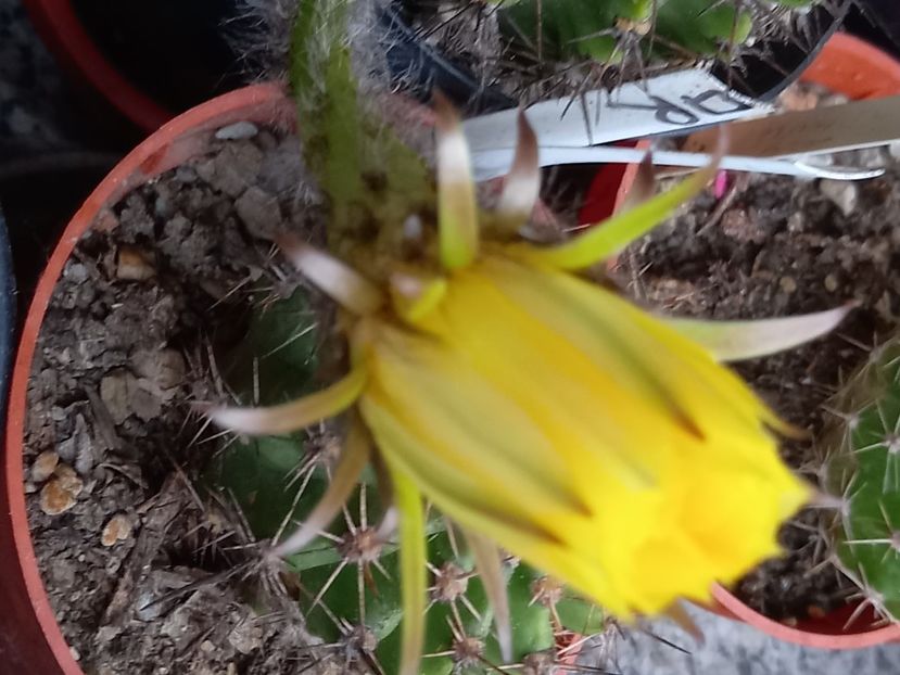  - Cactusi 2022