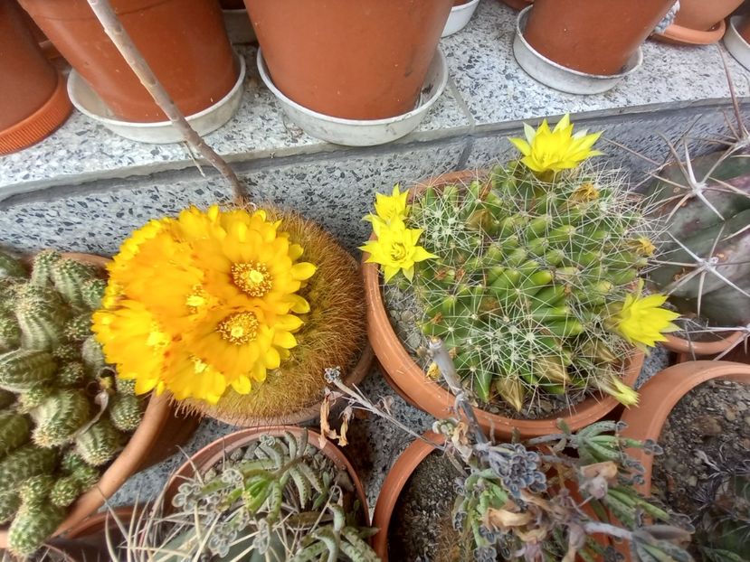  - Cactusi 2022