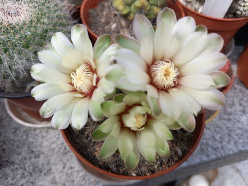  - Cactusi 2022