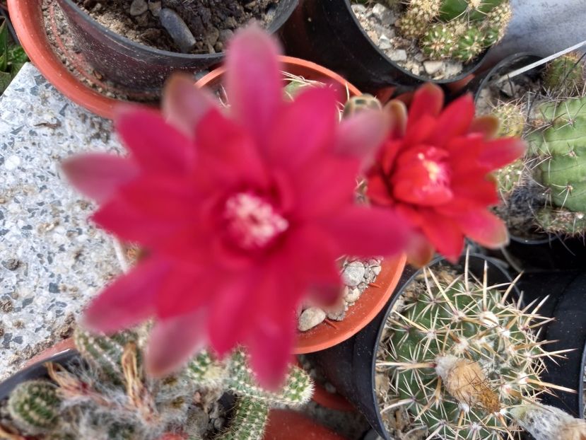  - Cactusi 2022