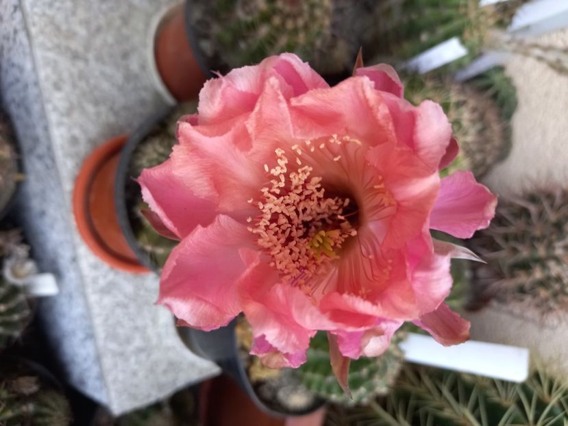  - Cactusi 2022
