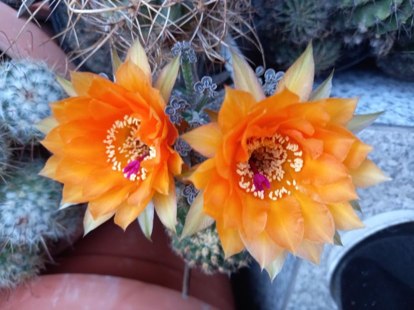  - Cactusi 2022