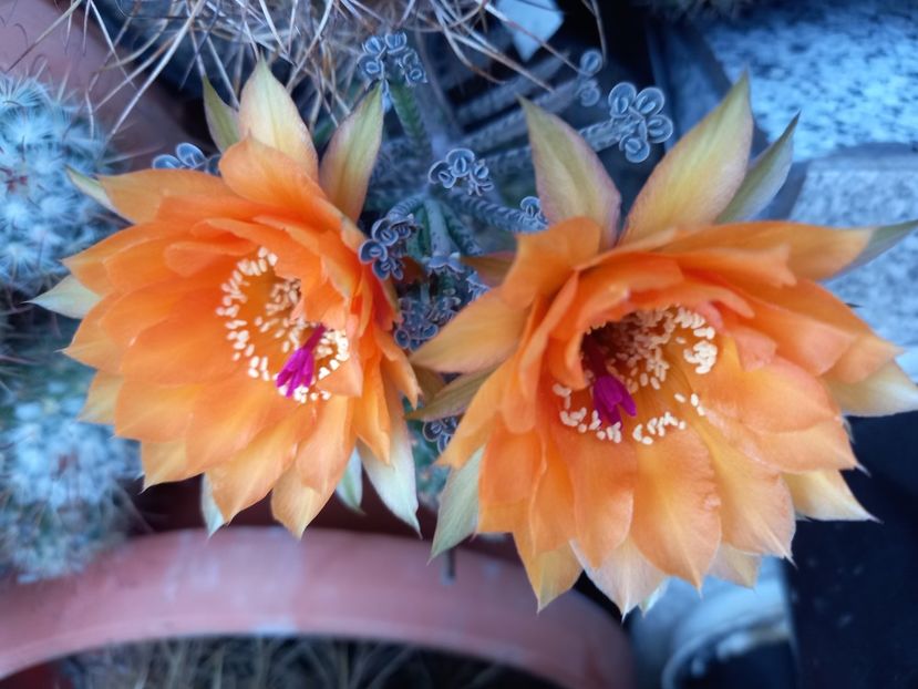  - Cactusi 2022
