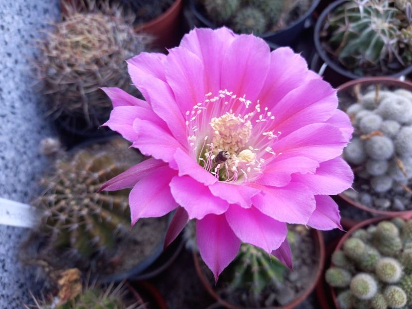  - Cactusi 2022