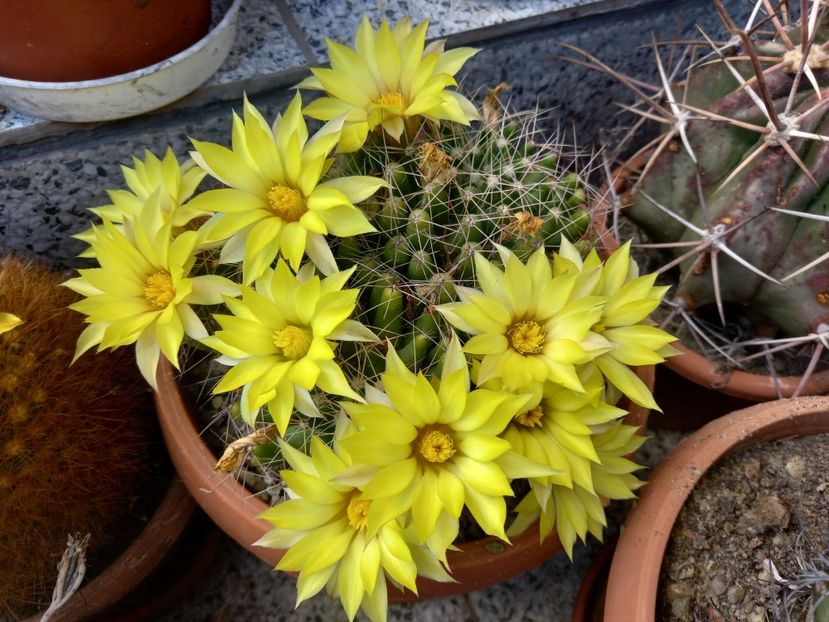  - Cactusi 2022