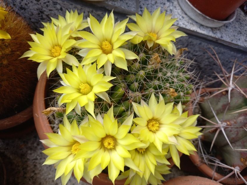  - Cactusi 2022