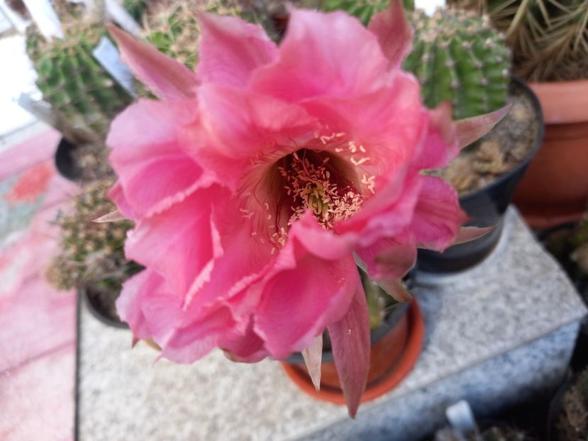  - Cactusi 2022
