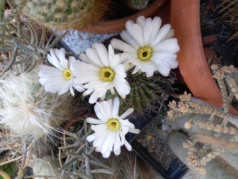  - Cactusi 2022