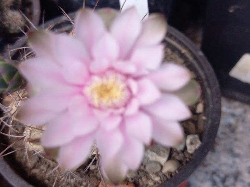  - Cactusi 2022