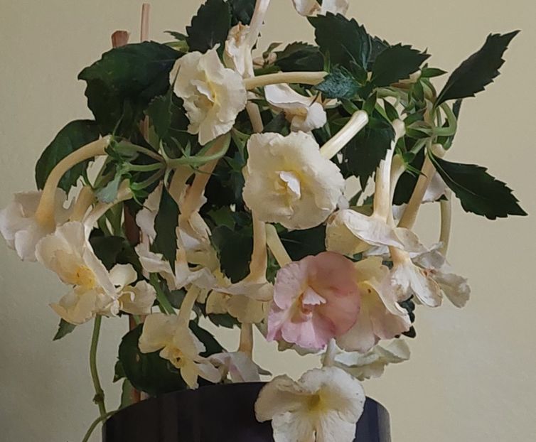  - YELLOW ENGLISH ROSE 2