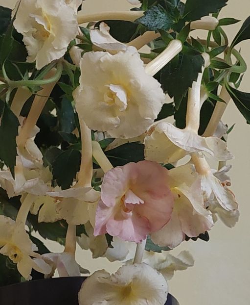  - YELLOW ENGLISH ROSE 2