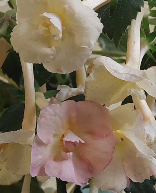  - YELLOW ENGLISH ROSE 2