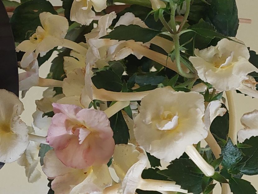  - YELLOW ENGLISH ROSE 2