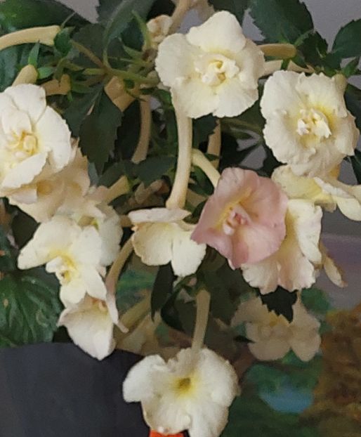  - YELLOW ENGLISH ROSE 2