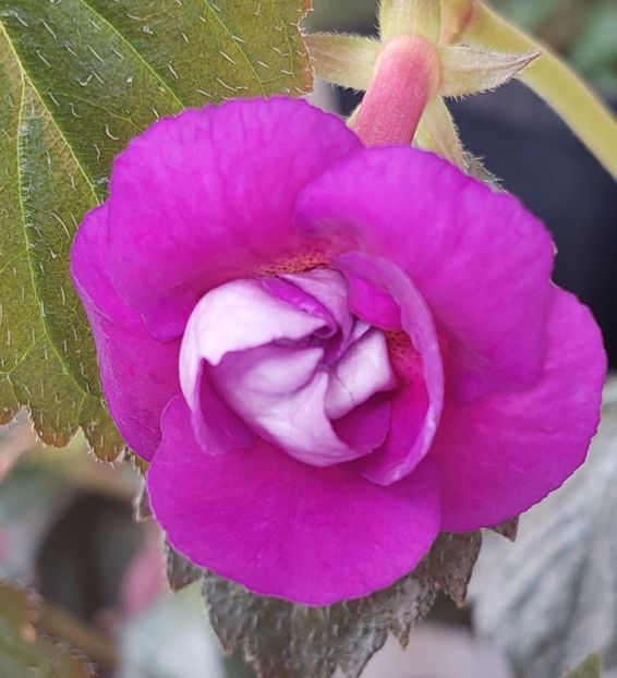  - PURPLE MYSTERY